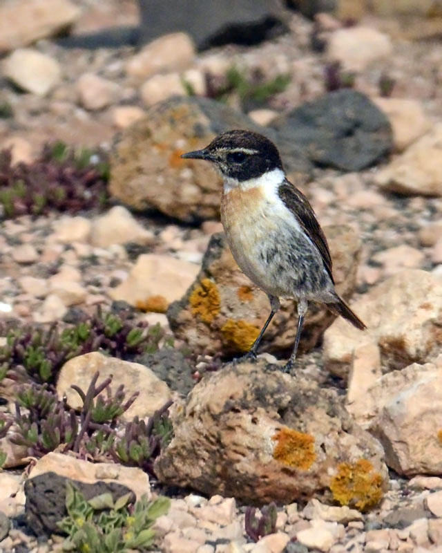 Saltimpalo delle Canarie - Saxicola dacotiae (Muscicapidae)